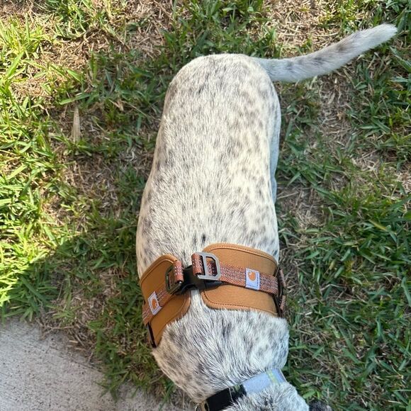 CARHARTT NYLON DUCK NO PULL DOG HARNESS - Picture 4 of 14